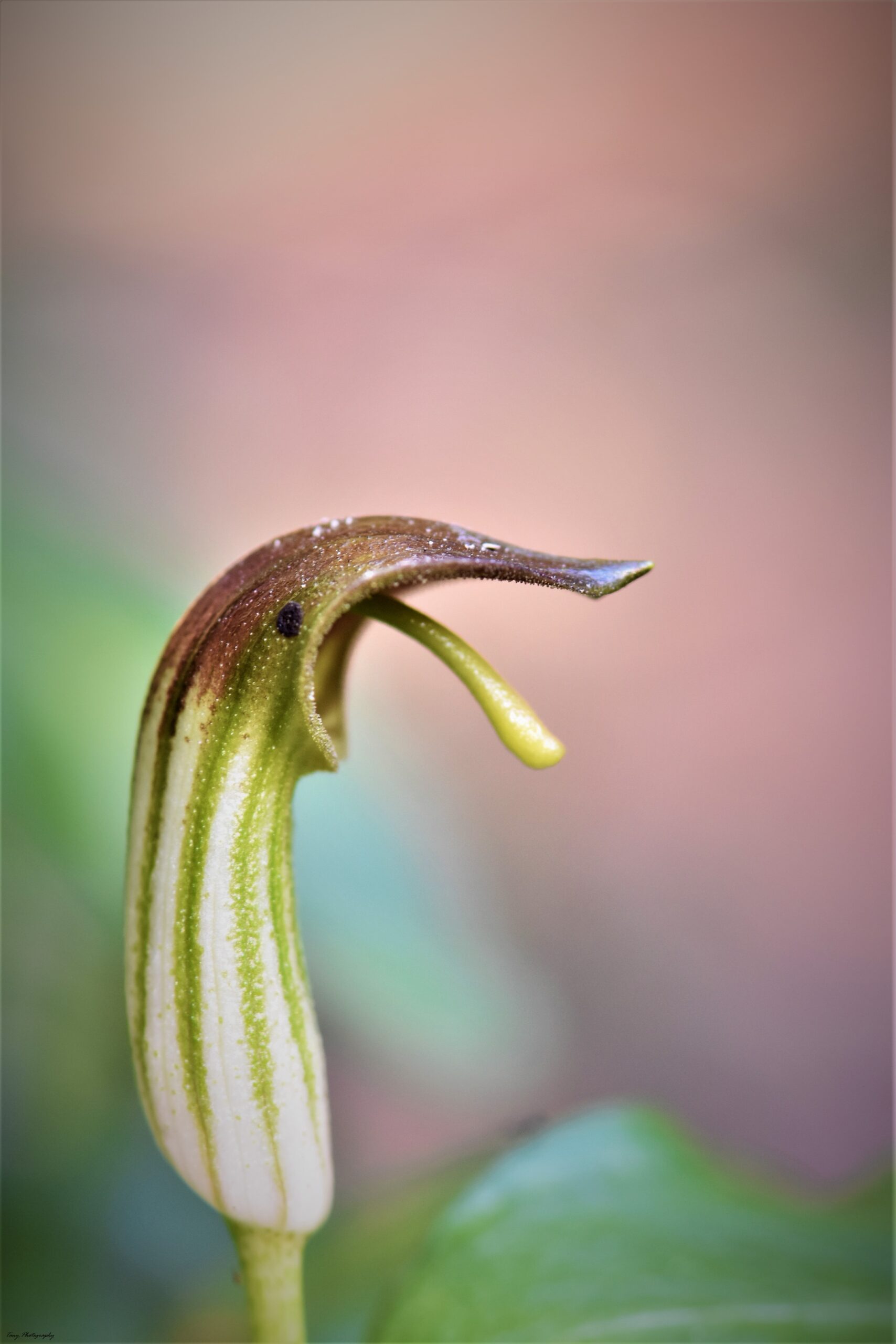 Le cri d'une fleur au monde